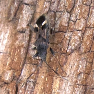 Dieuches sp. (genus) at Acton, ACT - 30 May 2018