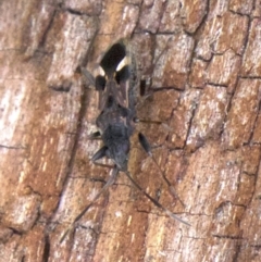 Dieuches maculicollis at Acton, ACT - 30 May 2018