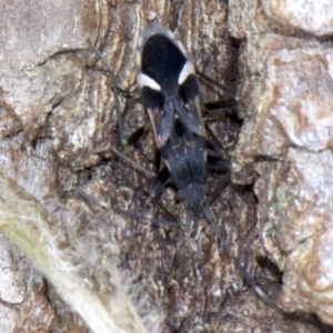 Dieuches sp. (genus) at Acton, ACT - 30 May 2018