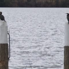 Phalacrocorax carbo (Great Cormorant) at Acton, ACT - 30 May 2018 by jb2602