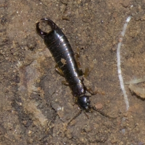 Anisolabididae (family) at Acton, ACT - 30 May 2018 02:02 PM