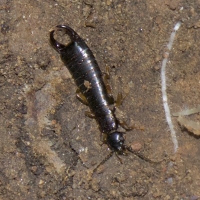 Anisolabididae (family) (Unidentified wingless earwig) at Lake Burley Griffin West - 30 May 2018 by jbromilow50