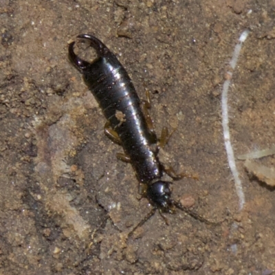 Anisolabididae (family) (Unidentified wingless earwig) at Acton, ACT - 30 May 2018 by jb2602