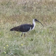 Threskiornis spinicollis (Straw-necked Ibis) at Acton, ACT - 30 May 2018 by jb2602