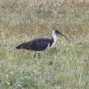 Threskiornis spinicollis at Acton, ACT - 30 May 2018