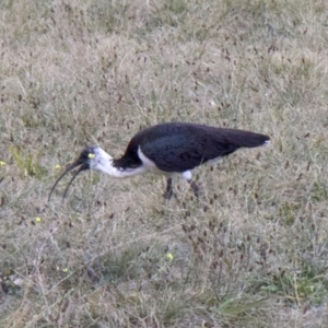 Threskiornis spinicollis at Acton, ACT - 30 May 2018