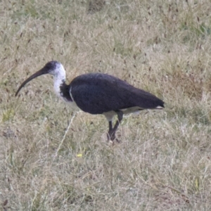 Threskiornis spinicollis at Acton, ACT - 30 May 2018