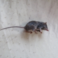 Antechinus agilis (Agile Antechinus) at Brogo, NSW - 25 May 2018 by CCPK