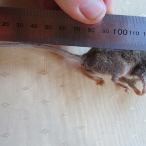 Antechinus agilis at Brogo, NSW - 25 May 2018