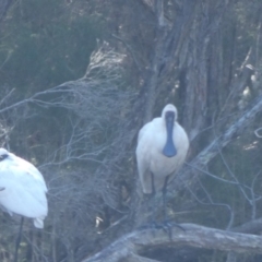 Platalea regia (Royal Spoonbill) at Bawley Point Bushcare - 26 May 2018 by MaggieJ