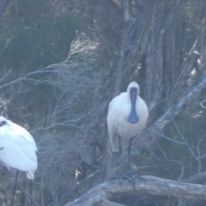 Platalea regia at Bawley Point, NSW - 26 May 2018 08:52 PM