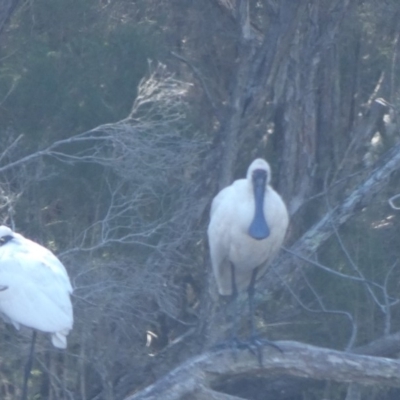 Platalea regia (Royal Spoonbill) at Bawley Point, NSW - 26 May 2018 by MaggieJ