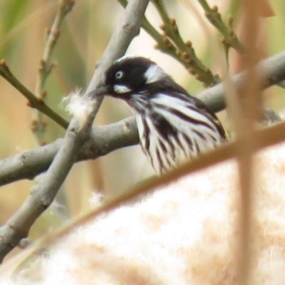 Phylidonyris novaehollandiae (New Holland Honeyeater) at Point Hut Pond - 25 May 2018 by KumikoCallaway