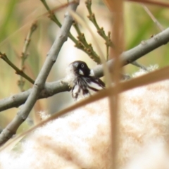 Phylidonyris novaehollandiae at Gordon, ACT - 25 May 2018