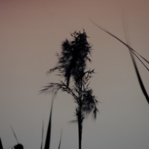 Phragmites australis at Fyshwick, ACT - 9 May 2018