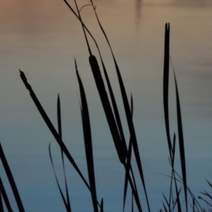 Typha domingensis at Fyshwick, ACT - 9 May 2018 07:41 PM