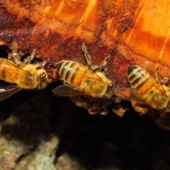 Apis mellifera (European honey bee) at Acton, ACT - 17 May 2018 by TimL