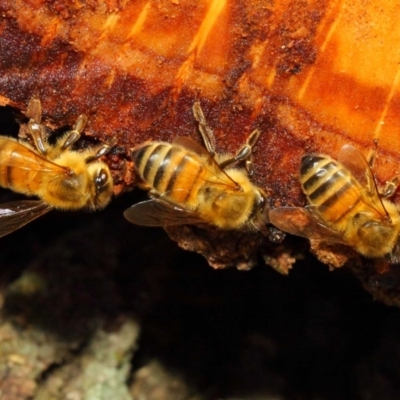 Apis mellifera (European honey bee) at Acton, ACT - 17 May 2018 by TimL