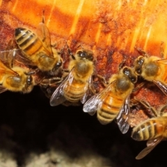 Apis mellifera at Acton, ACT - 17 May 2018