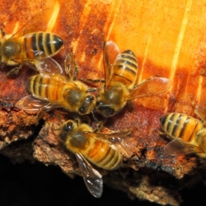 Apis mellifera at Acton, ACT - 17 May 2018