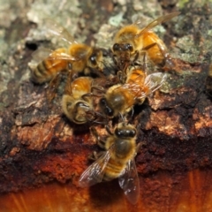 Apis mellifera (European honey bee) at Acton, ACT - 18 May 2018 by Tim L