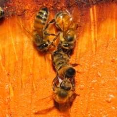 Apis mellifera at Acton, ACT - 18 May 2018