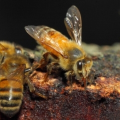 Apis mellifera at Acton, ACT - 18 May 2018