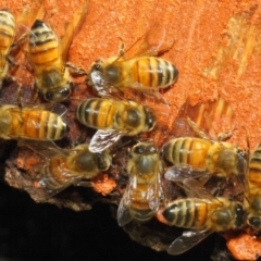 Apis mellifera (European honey bee) at Acton, ACT - 20 May 2018 by TimL