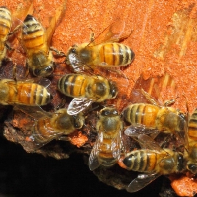 Apis mellifera (European honey bee) at Acton, ACT - 20 May 2018 by TimL