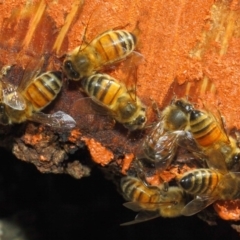 Apis mellifera at Acton, ACT - 20 May 2018 12:20 PM