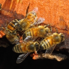 Apis mellifera at Acton, ACT - 20 May 2018 12:20 PM