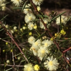 Acacia genistifolia (Early Wattle) at Googong, NSW - 16 May 2018 by alexwatt