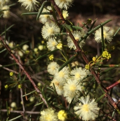 Acacia genistifolia (Early Wattle) at Googong, NSW - 16 May 2018 by alex_watt