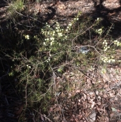 Acacia genistifolia at Googong, NSW - 16 May 2018