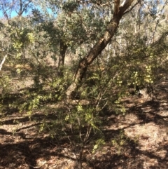 Acacia genistifolia at Googong, NSW - 16 May 2018