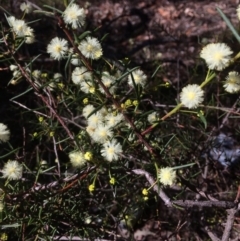 Acacia genistifolia at Googong, NSW - 16 May 2018