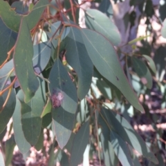 Eucalyptus polyanthemos (Red Box) at Googong, NSW - 16 May 2018 by alexwatt