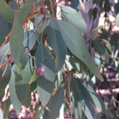 Eucalyptus polyanthemos (Red Box) at Googong, NSW - 16 May 2018 by alexwatt