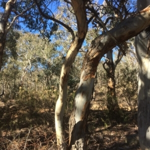 Eucalyptus polyanthemos at Googong, NSW - 16 May 2018