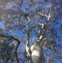 Eucalyptus mannifera (Brittle Gum) at Googong, NSW - 16 May 2018 by alexwatt