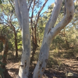 Eucalyptus mannifera at QPRC LGA - 16 May 2018