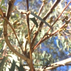 Eucalyptus mannifera at Googong, NSW - 16 May 2018