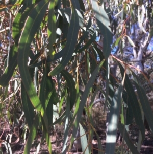 Eucalyptus mannifera at Googong, NSW - 16 May 2018