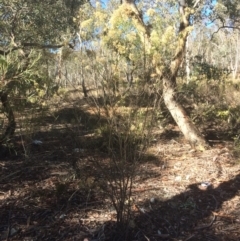 Cassinia quinquefaria (Rosemary Cassinia) at Googong, NSW - 16 May 2018 by alexwatt