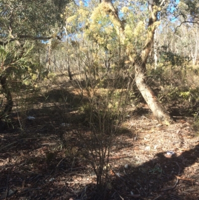 Cassinia quinquefaria (Rosemary Cassinia) at Googong, NSW - 16 May 2018 by alex_watt