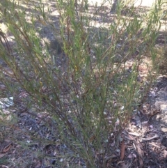 Daviesia mimosoides (Bitter Pea) at Googong, NSW - 16 May 2018 by alexwatt