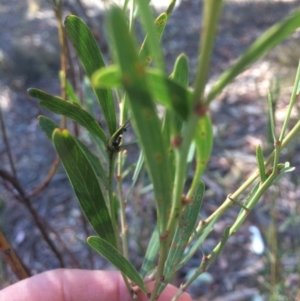Daviesia mimosoides at Googong, NSW - 16 May 2018