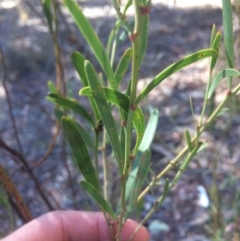 Daviesia mimosoides at Googong, NSW - 16 May 2018