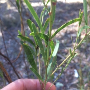 Daviesia mimosoides at Googong, NSW - 16 May 2018