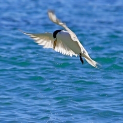 Thalasseus bergii (Crested Tern) at Undefined - 2 Jun 2017 by Charles Dove